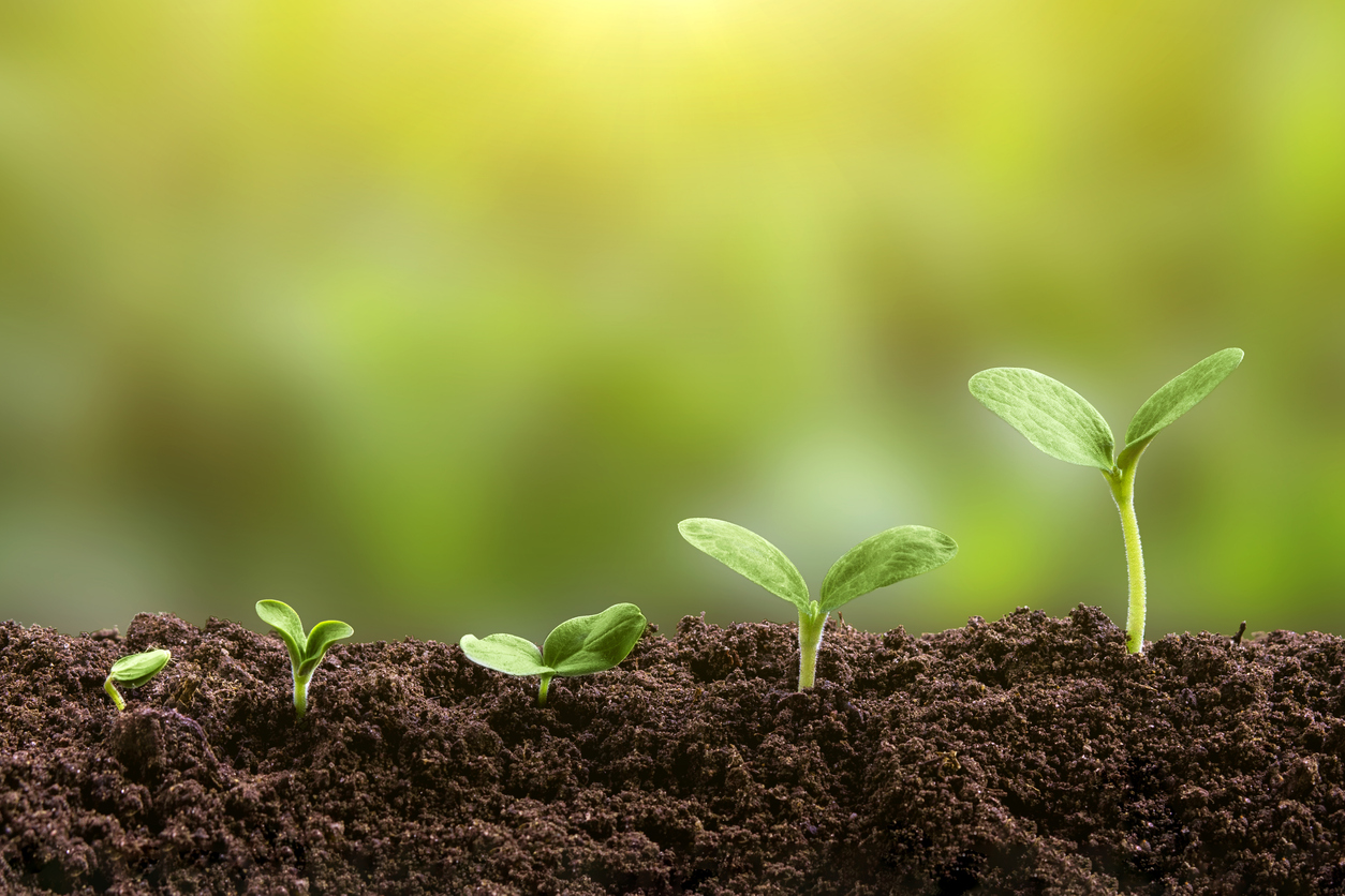 הזרעים של A Series נזרעים כבר בשלב ה- Seed 